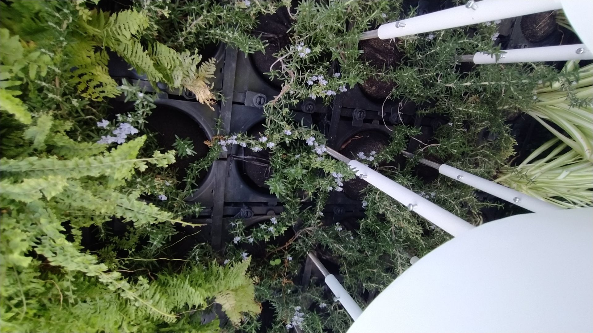 Jardim vertical WallGreen - Champalimaud, Lisboa