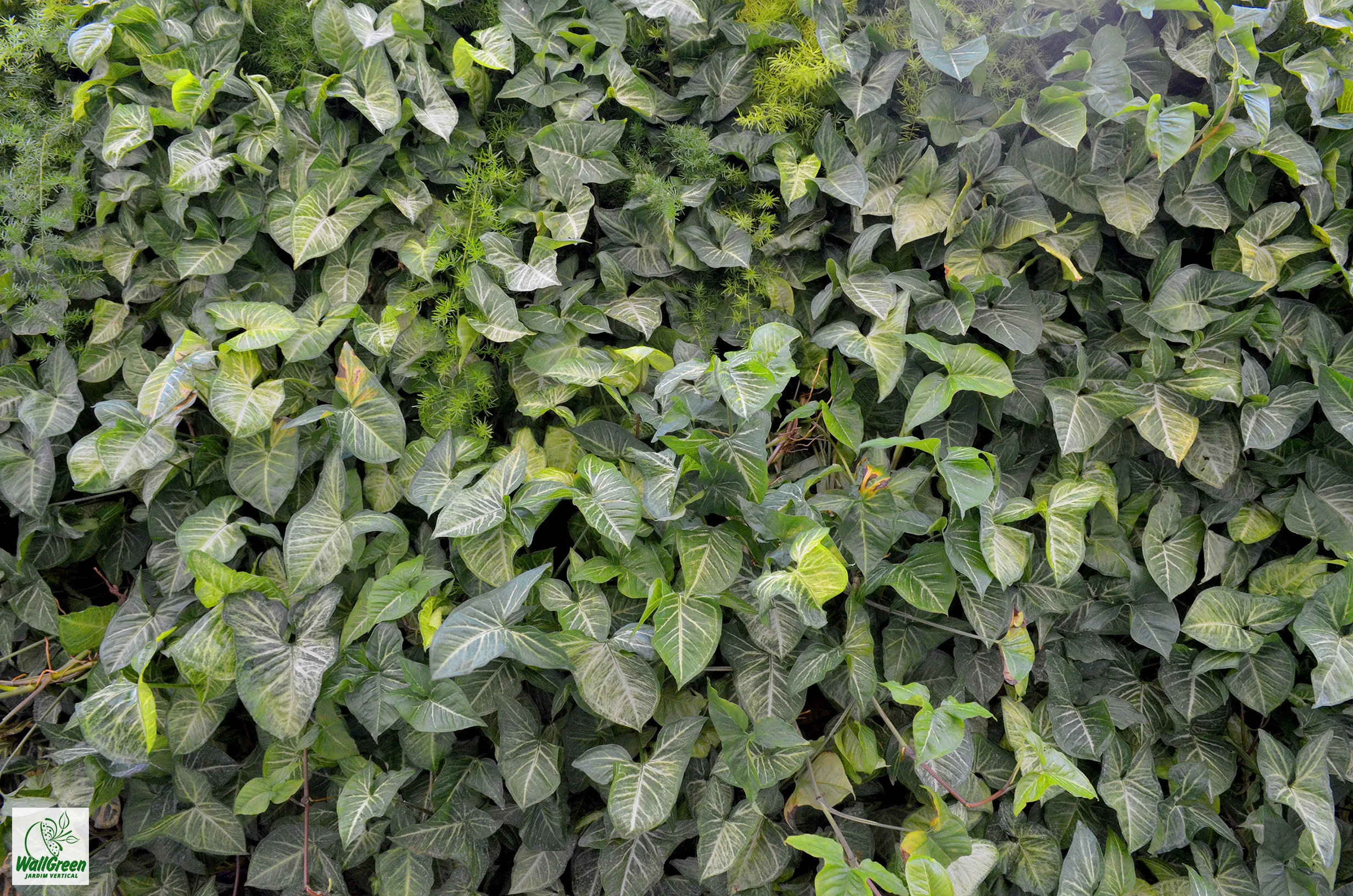 Jardim vertical WallGreen - Obras Brasil