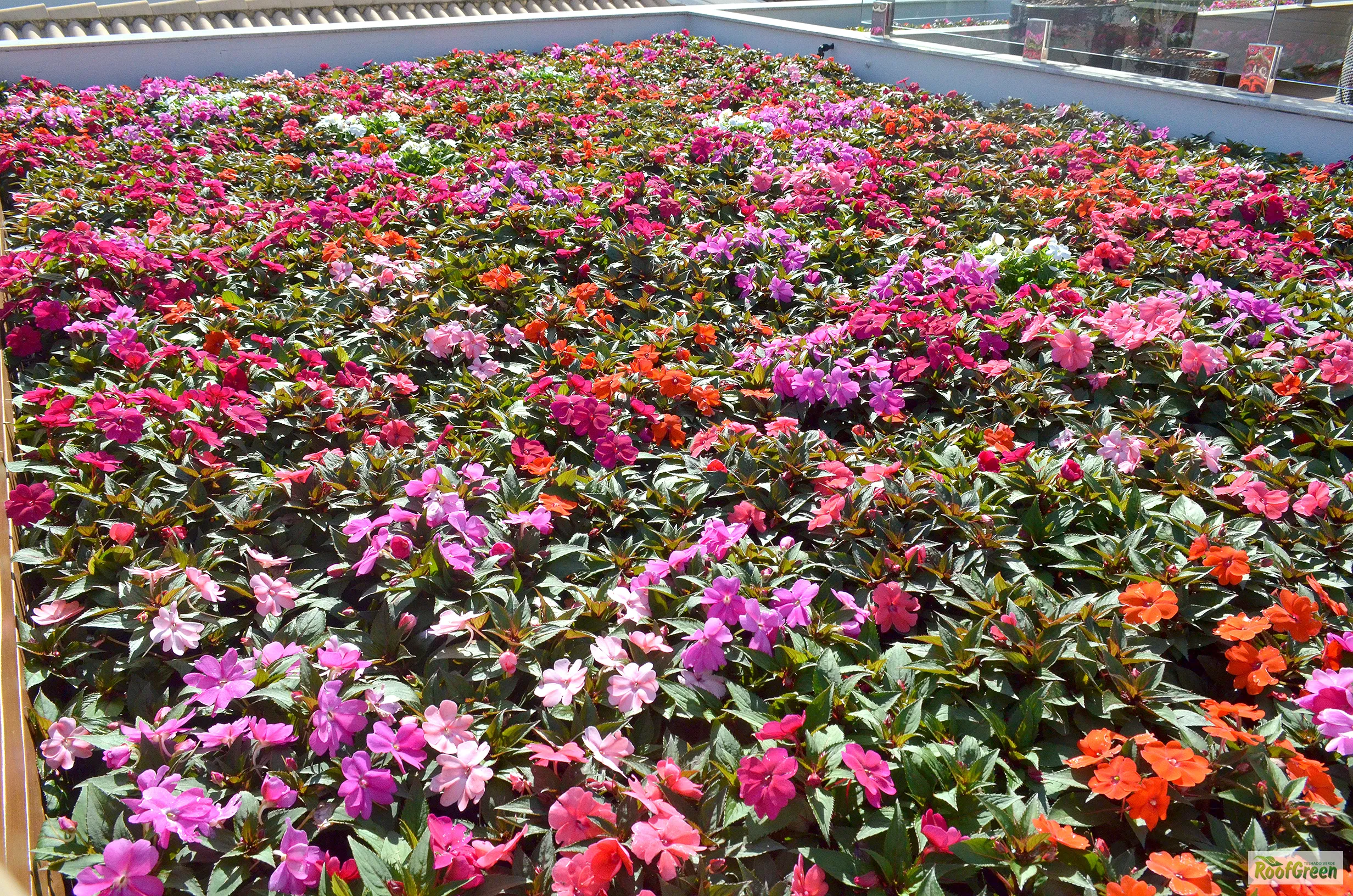 Jardim vertical WallGreen - Obras Brasil